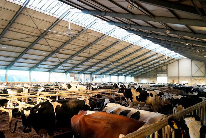 Soluciones - Ganadería con ventiladores industriales de techo - Magnovent