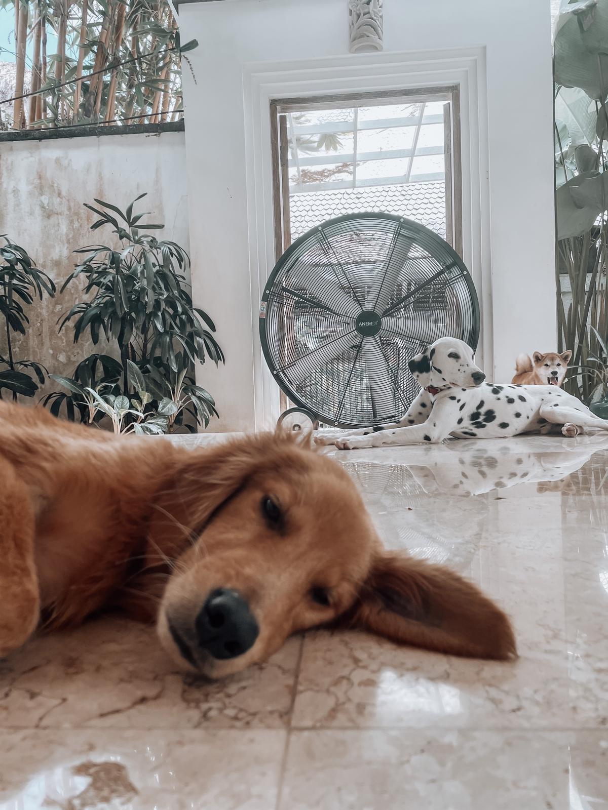 Ventiladores para el hogar